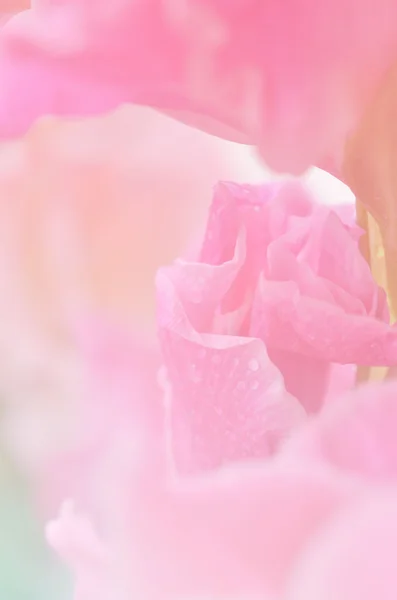 Flores dulces en estilo suave para el fondo —  Fotos de Stock