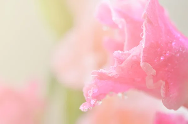 Sweet flowers in soft style for background — Stock Photo, Image