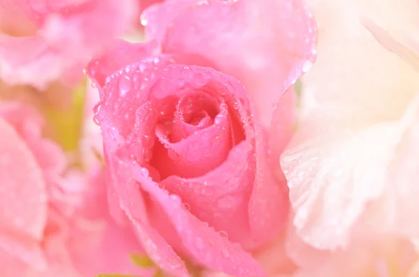 Sweet flowers in soft style for background — Stock Photo, Image