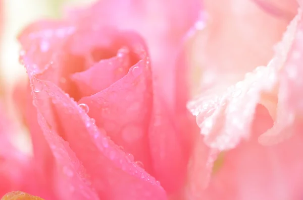 芬芳的花朵，在软风格背景 — 图库照片