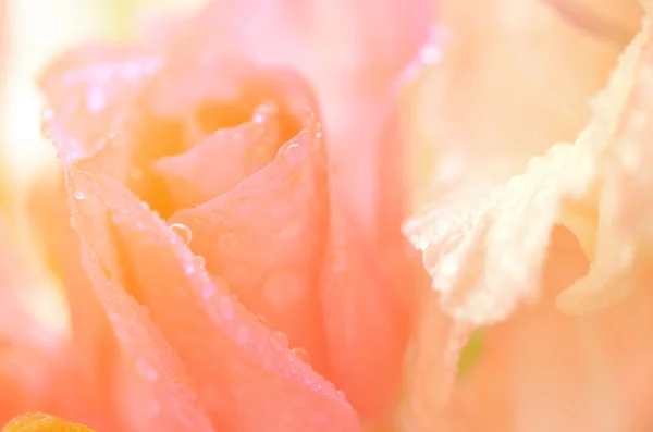 Fiori dolci in stile morbido per lo sfondo — Foto Stock