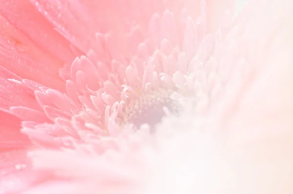 sweet flowers in soft style for background