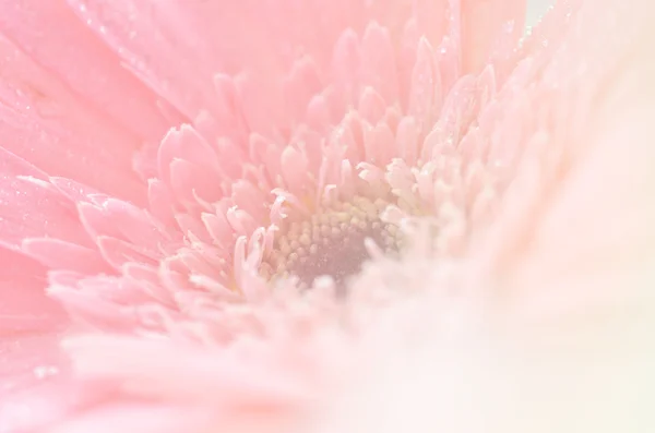 Süße Blumen im weichen Stil für Hintergrund — Stockfoto