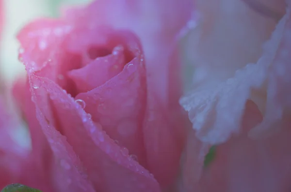 芬芳的花朵，在软风格背景 — 图库照片