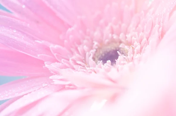 Sladké květiny v měkké stylu pro pozadí — Stock fotografie