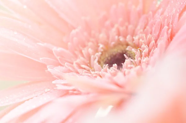Sladké květiny v měkké stylu pro pozadí — Stock fotografie