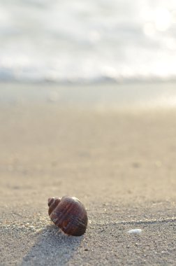 İstiridye kabuğu sabah sunny Beach