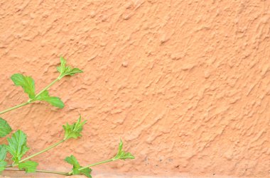 alçı - sert duvar arka plan