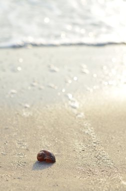 İstiridye kabuğu sabah sunny Beach