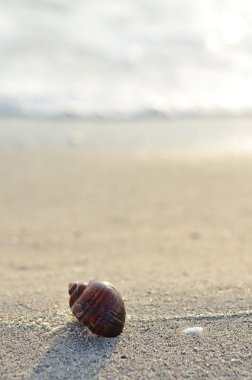 İstiridye kabuğu sabah sunny Beach