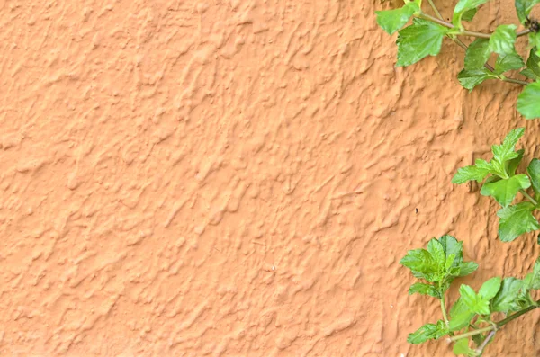 alçı - sert duvar arka plan