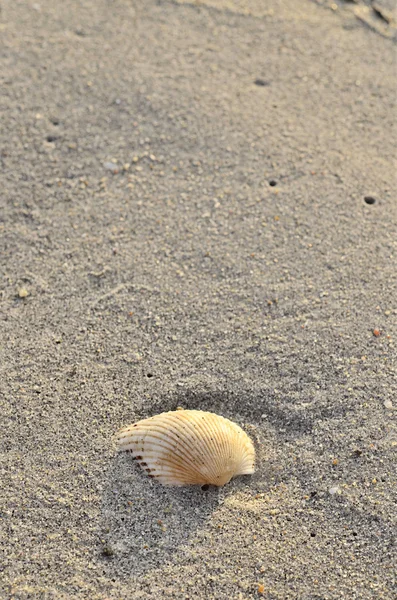 Concha de amêijoa na praia ensolarada de manhã — Fotografia de Stock