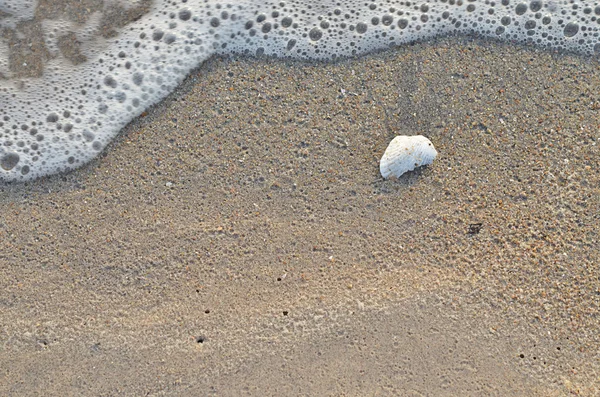 Раковина Clam на солнечном пляже по утрам — стоковое фото