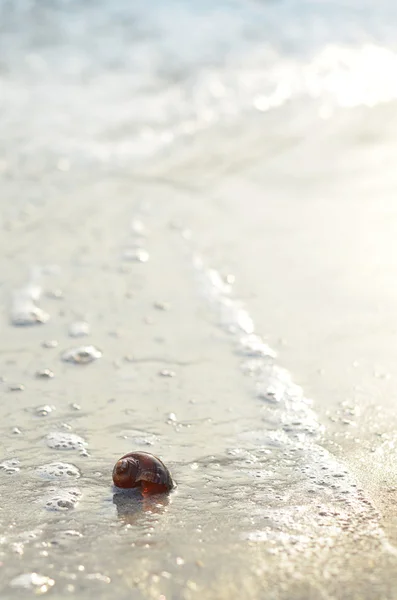 Clam shell on sunny beach in morning — Stock Photo, Image