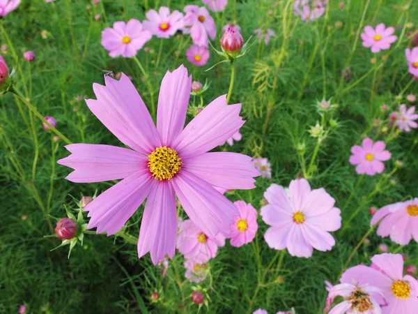 Flores cosmos rosa na natureza — Fotografia de Stock