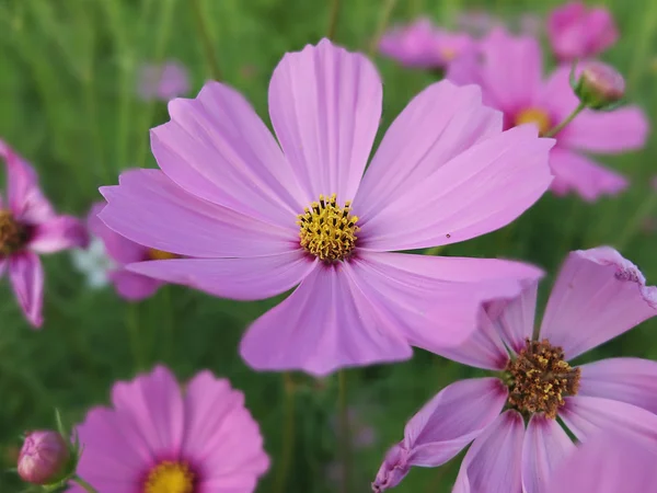 Flores cosmos rosa na natureza — Fotografia de Stock