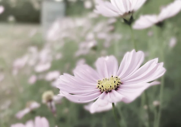 Roze kosmos bloemen in de natuur — Stockfoto