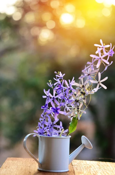 Corona de reina flor de vid (flor de corona púrpura — Foto de Stock