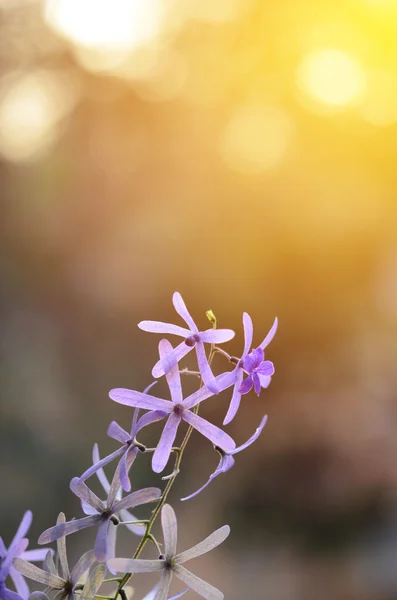 Цветок королевы виноградной лозы (фиолетовый венок) — стоковое фото