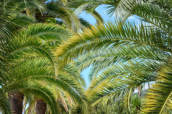 Palmbladeren in tropisch bos — Stockfoto