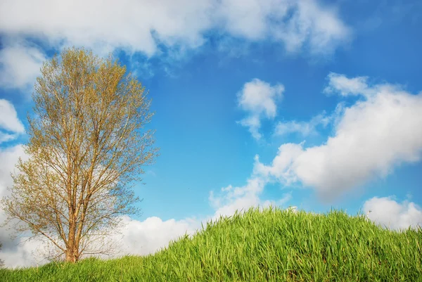 Achtergrond - lente landschap — Stockfoto