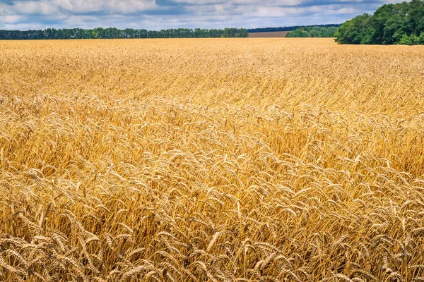 Waves of wheat — Stock Photo, Image