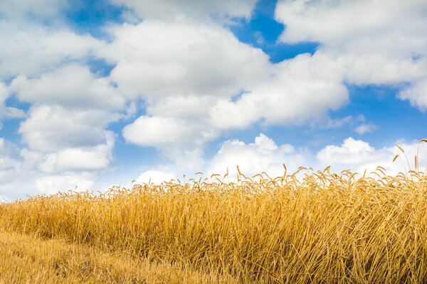 Blue sky and wheat