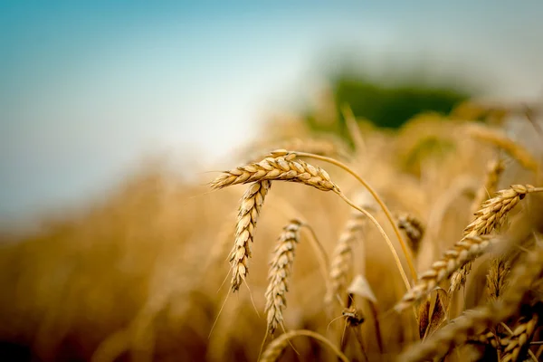 Campo de trigo dourado — Fotografia de Stock