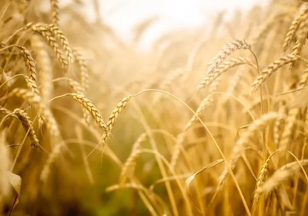 Wheat and sun — Stock Photo, Image