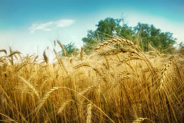 Campo di grano sotto il cielo blu — Foto Stock