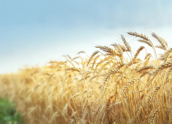 Weizenfeld und blauer Himmel — Stockfoto