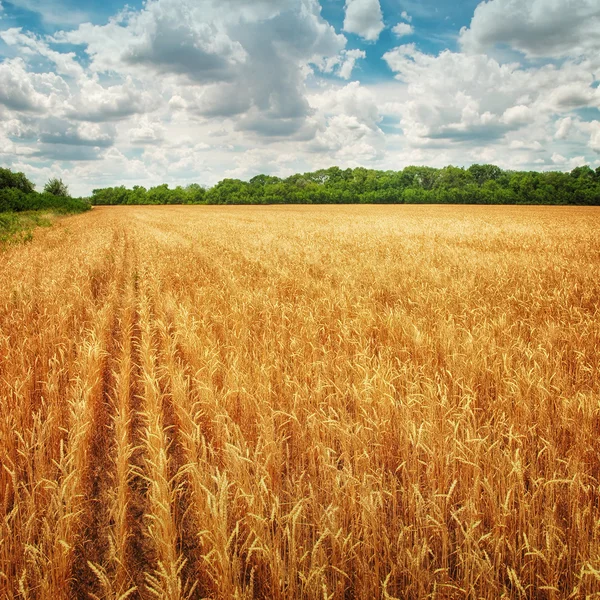 Золотое пшеничное поле — стоковое фото