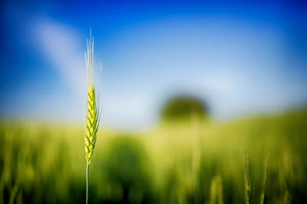 Campo di grano verde — Foto Stock