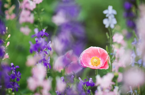 핑크 양 귀 비 꽃 — 스톡 사진