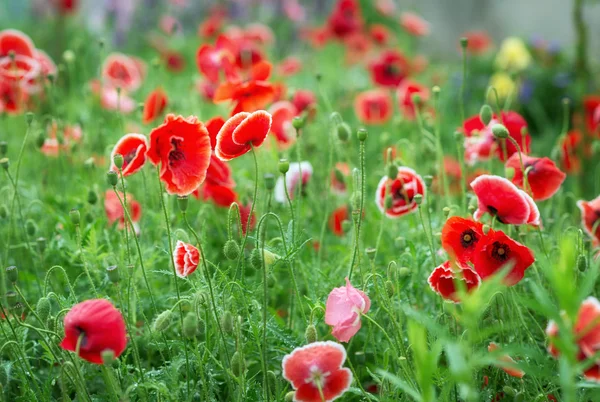 Rode papaver bloemen — Stockfoto