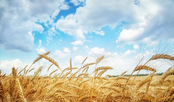 Campo de trigo en el día de verano — Foto de Stock