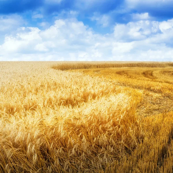 Зерновое поле в летний день — стоковое фото