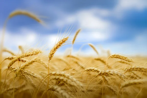 Campo de trigo bajo el cielo azul —  Fotos de Stock