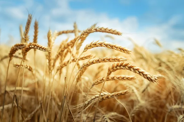 Gouden cornfield in zonnige dag — Stockfoto