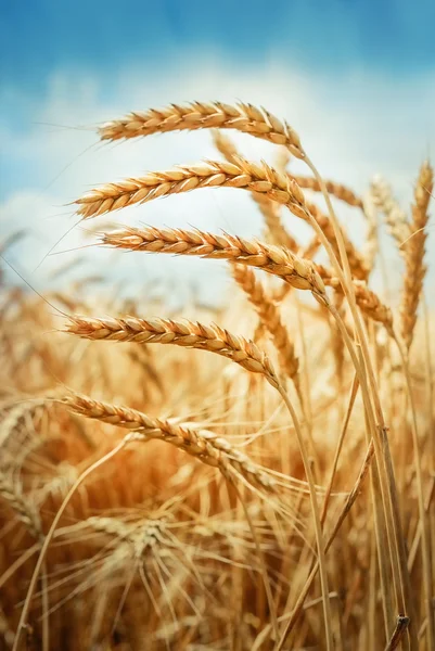 Gyllene majsfält i solig dag — Stockfoto