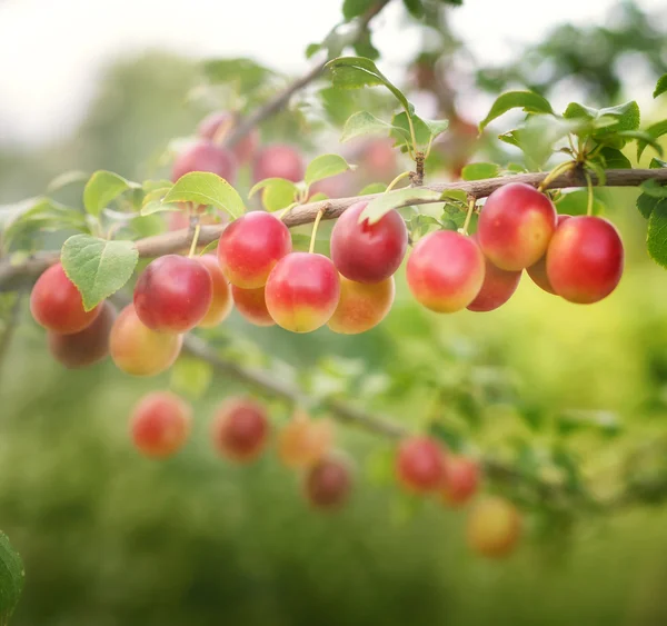 Ameixa de cereja vermelha — Fotografia de Stock