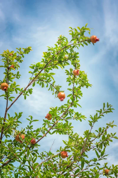 Granátové jablko a modrá obloha — Stock fotografie
