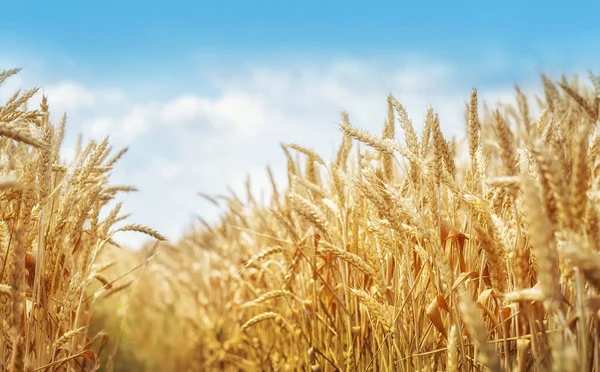 Golden Wheat Field Blue Sky — Stock Photo, Image