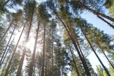 Karachay-Çerkessia 'daki Arkhyz köyünün yakınındaki orman.