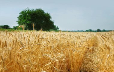 Olgun buğday gevrekleri güneşli bir günde