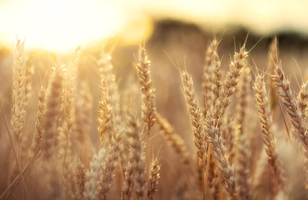Поле Золотой Пшеницы Готово Уборке — стоковое фото