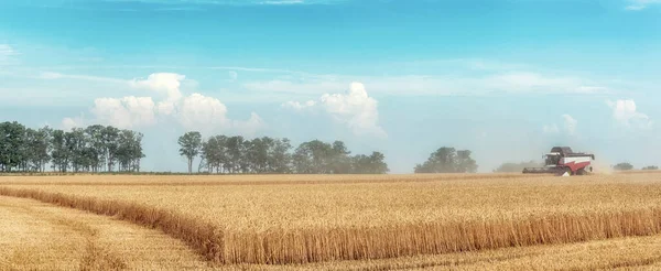 Kombinera Skördare Som Arbetar Vetefältet Panoramautsikt — Stockfoto