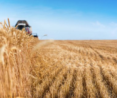 Buğday tarlasında çalışan hasat makinesini birleştirin..