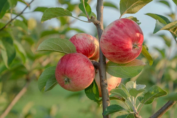 Pommier Aux Pommes Rouges Tout Premier Pommier Stark — Photo