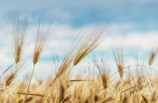 Orejas Maduras Cereales Campo — Foto de Stock